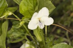 Striped Cream Violet, Viola striata