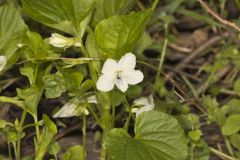 Striped Cream Violet, Viola striata