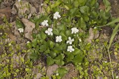 Striped Cream Violet, Viola striata