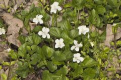 Striped Cream Violet, Viola striata