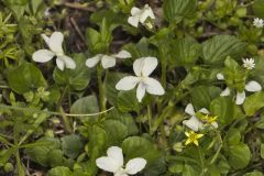 Striped Cream Violet, Viola striata