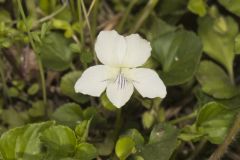 Striped Cream Violet, Viola striata