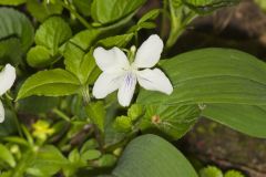 Striped Cream Violet, Viola striata