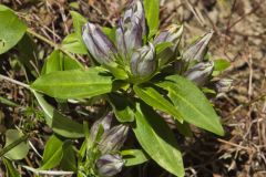 Striped Gentian, Gentiana villosa