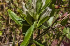 Striped Gentian, Gentiana villosa