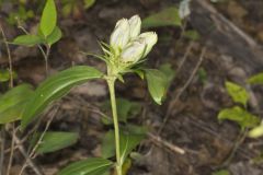 Striped Gentian, Gentiana villosa