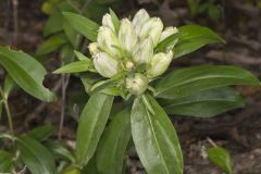 Striped Gentian, Gentiana villosa