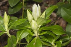 Striped Gentian, Gentiana villosa