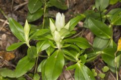 Striped Gentian, Gentiana villosa