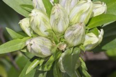 Striped Gentian, Gentiana villosa