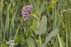 Sullivant's Milkweed, Asclepias sullivantii