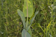 Sullivant's Milkweed, Asclepias sullivantii