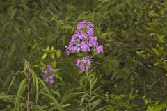 Summer Phlox, Phlox paniculata