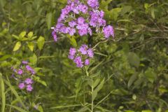 Summer Phlox, Phlox paniculata