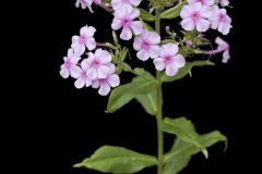 Summer Phlox, Phlox paniculata