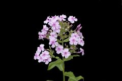 Summer Phlox, Phlox paniculata