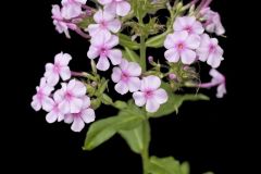 Summer Phlox, Phlox paniculata