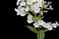 Summer Phlox, Phlox paniculata