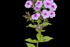 Summer Phlox, Phlox paniculata