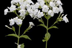 Summer Phlox, Phlox paniculata