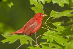 Summer Tanager, Piranga rubra