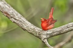 Summer Tanager, Piranga rubra