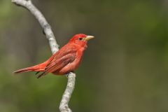 Summer Tanager, Piranga rubra