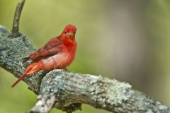 Summer Tanager, Piranga rubra