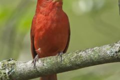 Summer Tanager, Piranga rubra