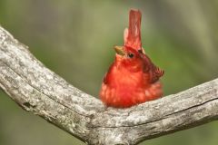 Summer Tanager, Piranga rubra