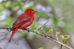 Summer Tanager, Piranga rubra