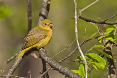 Summer Tanager, Piranga rubra