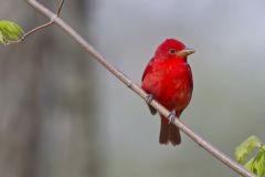 Summer Tanager, Piranga rubra