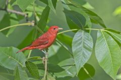 Summer Tanager, Piranga rubra