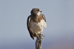 Swainson's Hawk, Buteo swainsoni