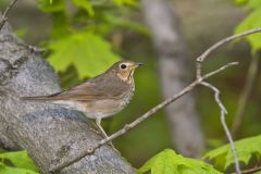 Swainson's Thrush, Catharus ustulatus