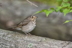 Swainson's Thrush, Catharus ustulatus