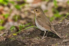 Swainson's Thrush, Catharus ustulatus