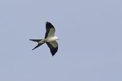 Swallow-tailed Kite, Elanoides forficatus