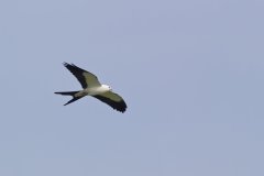 Swallow-tailed Kite, Elanoides forficatus