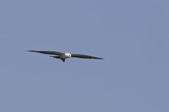 Swallow-tailed Kite, Elanoides forficatus