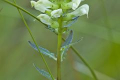 Swamp Lousewort, Pedicularis lanceolata