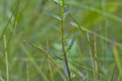 Swamp Lousewort, Pedicularis lanceolata