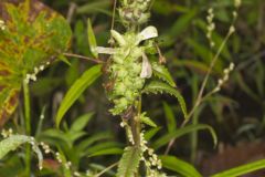 Swamp Lousewort, Pedicularis lanceolata