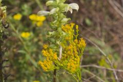 Swamp Lousewort, Pedicularis lanceolata