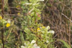 Swamp Lousewort, Pedicularis lanceolata