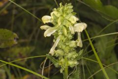 Swamp Lousewort, Pedicularis lanceolata