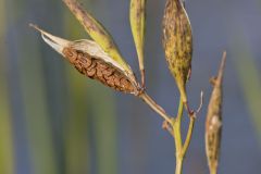Swamp Milkweed, Asclepias incarnata