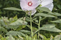 Swamp Rose Mallow, Hibiscus moscheutos