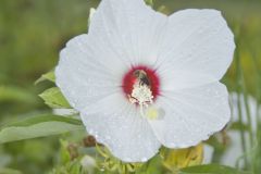 Swamp Rose Mallow, Hibiscus moscheutos